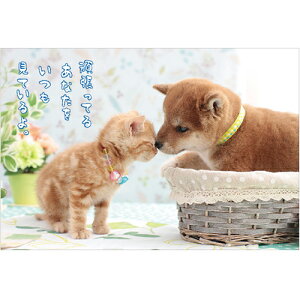 ANeBuR[|[V@Č|XgJ[h@PN|528