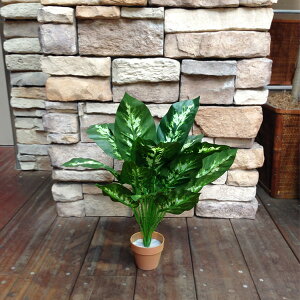 lHϗtA fBtFoLA 0778 38cm i9047980j ʏz