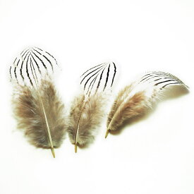 ハッカン小羽根　10本 3-6cm 装飾用羽根 白い羽根【アクセサリー フェザー ハーバリウム 手芸 】【メール便】羽 イヤリング 羽 ブローチ 羽 ビーズ