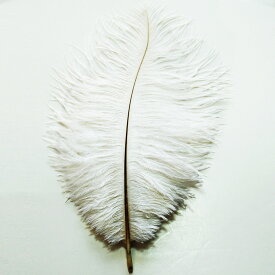 オーストリッチ小 白15-25cm (2本set) この羽根はディスプレイ、アクセサリー、ヘットドレス等に使用されてます。