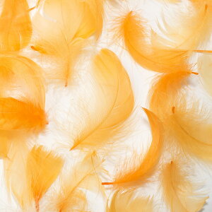 H RL[ nCACG[ H  r[Y Vg̉H fBXvC GWFV[ ANZT[ wbhhX