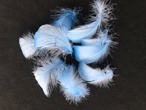 H RL[ u[O[[ H  r[Y Vg̉H fBXvC GWFV[ ANZT[ wbhhX