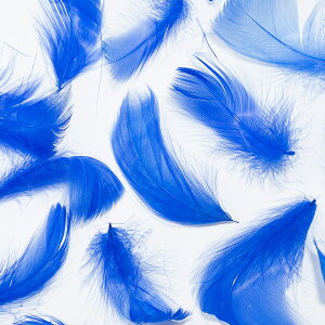 H RL[  u[ H  r[Y Vg̉H fBXvC GWFV[ ANZT[ wbhhX