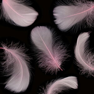 H RL[ J[l[VsN H  r[Y Vg̉H fBXvC GWFV[ ANZT[ wbhhX