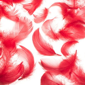 コキール（赤） この羽根はディスプレイ、アクセサリー、ヘットドレス等に使用されてます。