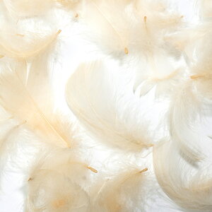 H RL[AC{[ H  r[Y Vg̉H fBXvC GWFV[ ANZT[ wbhhX