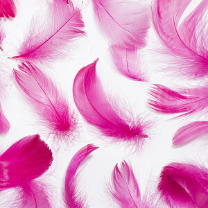 H RL[ CbhH  r[Y Vg̉H fBXvC GWFV[ ANZT[ wbhhX