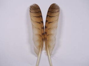 V~~YNz p̉H yANZT[ p[c H | ANZT tFU[ Feather Ntgz