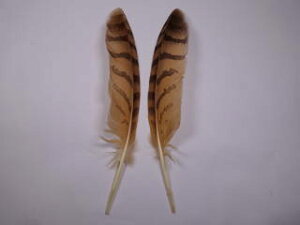 V~~YNz p̉H yANZT[ p[c H | ANZT tFU[ Feather Ntgz
