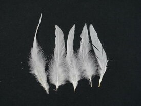 キャラ尾　白 12-16cm 10本　装飾用の羽根 【アクセサリー パーツ 羽 手芸 アクセサリ しゅげい フェザー】【メール便】羽ドレス衣装　舞台衣装　ダンス衣装 　帽子飾り 羽ビーズ