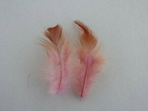 H gw sN 6cm-10cm 20yp̉H h[Lb`[ Hߑ@_X@CfBAANZT[@EFfBO t[AWg  p[c `[@n