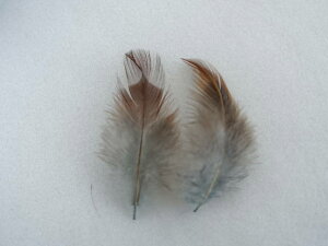 H gw O[ 6cm-10cm@20yp̉H h[Lb`[ Hߑ@_X@CfBAANZT[@EFfBO t[AWg  p[c `[@n