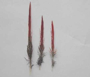 LPC  10-20cm H yANZT[ p[c H tFU[ | ANZT グzy[ցz