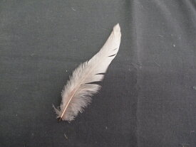 キャラ尾 ブロン 10本 フェザー アクセサリー パーツ 羽 手芸 しゅげい アクセサリ【メール便】羽 髪飾り 羽 手芸 羽 ビーズ 羽 帽子飾り