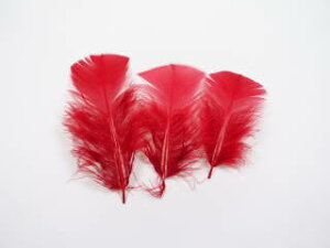 vW@ fBXvC@5{@ANZT[@wbhhX@ԂH red feather y[ցz
