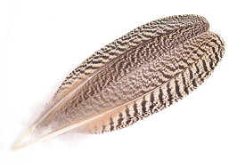 ピーコッククイル(1対2本) タイイング 羽根 フライフィッシング 釣り 毛針 毛鉤