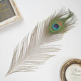 ピーコック・アイLサイズ4本入り［ナチュラル］フェザーパーツ 羽根 羽毛 材料 素材 手芸 アクセサリー 花材 フラワーアレンジメント ハロウィン 仮装 ダンス 衣装 コスプレ