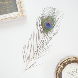 孔雀の羽根 ピーコック・アイSサイズ4本入り［ナチュラル］フェザーパーツ 羽根 羽毛 材料 素材 手芸 アクセサリー 花材 フラワーアレンジメント ハロウィン 仮装 ダンス 衣装 コスプレ