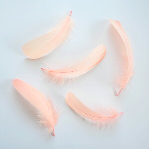 iS5{mR[IWntFU[p[c H H ޗ f | ANZT[ ԍ t[AWg nEB  _X ߑ RXv