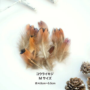 H VRtFU[p[c RECLW RbN RbN LWA[h H H ޗ f | ANZT[ ԍ t[AWg nEB  _X ߑ RXv