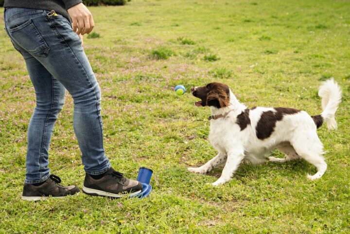 オランダbeeztees 犬用アウトドアおもちゃ