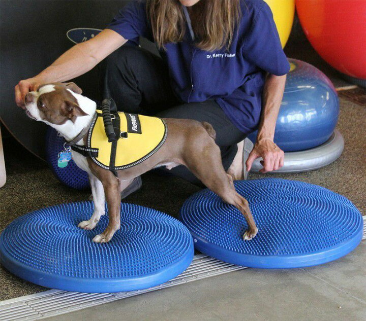 楽天市場】【アメリカFITPAWS】犬用 アジリティグッズ FitPAWS 