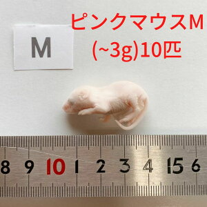 まとめ買いクーポン 国産 高品質 冷凍マウス ピンクM 10匹 ピンクマウス 爬虫類 猛禽類 肉食魚 哺乳類 ヘビ トカゲ