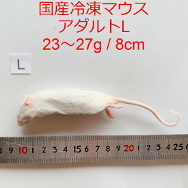 国産 冷凍マウス アダルトL 10匹 サイズの目安 23〜27g、8cm まとめ買いクーポン 爬虫類 猛禽類 肉食魚 哺乳類 ヘビ フクロウ 高品質