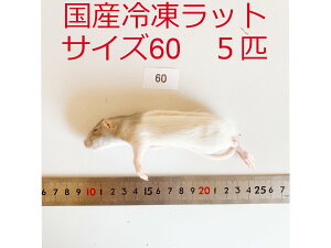 Y Ⓚbg TCY60 5C hangteng