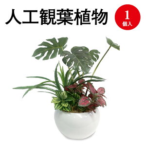 観葉植物 モンステラ ミニサイズの人気商品 通販 価格比較 価格 Com