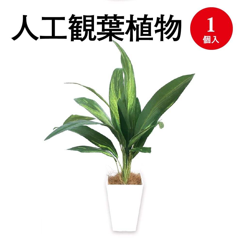 観葉植物 ドラセナ - DIY・工具の人気商品・通販・価格比較 - 価格.com