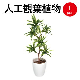 楽天市場 ソングオブインディア 花 観葉植物 花 ガーデン Diy の通販