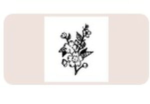 yő1000~OFFN[|szTr[ CXgX^v CXgX^vM SFM-M50