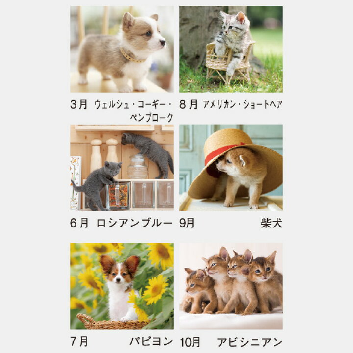 楽天市場 送料無料 メール便のみ カレンダー 22年版 卓上タイプ ウイズドッグ キャット Sp 302 22 カレンダー 犬 猫 かわいい 卓上カレンダー ポイント消化 株式会社ハンコヤドットコム R 楽天市場 送料無料 メール便のみ カレンダー 22年版 卓上タイプ ウイズドッグ キャット Sp 302 22 カレンダー 犬 猫 かわいい 卓上カレンダー ポイント消化 株式会社ハンコヤドットコム R