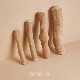 【CANOPHERA】キャノフィラ　デンタルチュースティック 翌日出荷 犬にも環境にもやさしいドイツ生まれの木製おもちゃ 犬 おもちゃドッグトイ トイ パピー 小型犬 中型犬 大型犬 デンタルケア 安全 安心