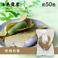 乾燥 柏葉（かしわ葉）約50枚（かしわ餅 柏餅 節句）