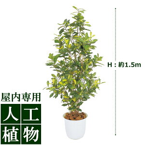 /�l�H�A��/�O���[���f�R�@�A�I�L�@���t�@1.5m/��������/RCP/05P03Sep16/�yHLS_DU�z