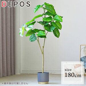 フィカス ウンベラータ 花の人気商品 通販 価格比較 価格 Com フィカス ウンベラータ 花の人気商品 通販 価格比較 価格 Com