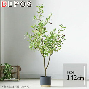 オリーブ 観葉植物の人気商品 通販 価格比較 価格 Com