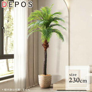 r[Tt tFCNO[ ^  ϗtA tFCN A    i` RRibc 230cm Coconut tree y^zցzhnw1