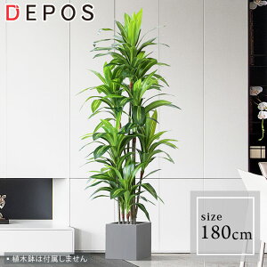 r[Tt tFCNO[ ^ ϗtA tFCN A   O[ i` A@hZi 180cm Brazil tree y^zցzhnw1