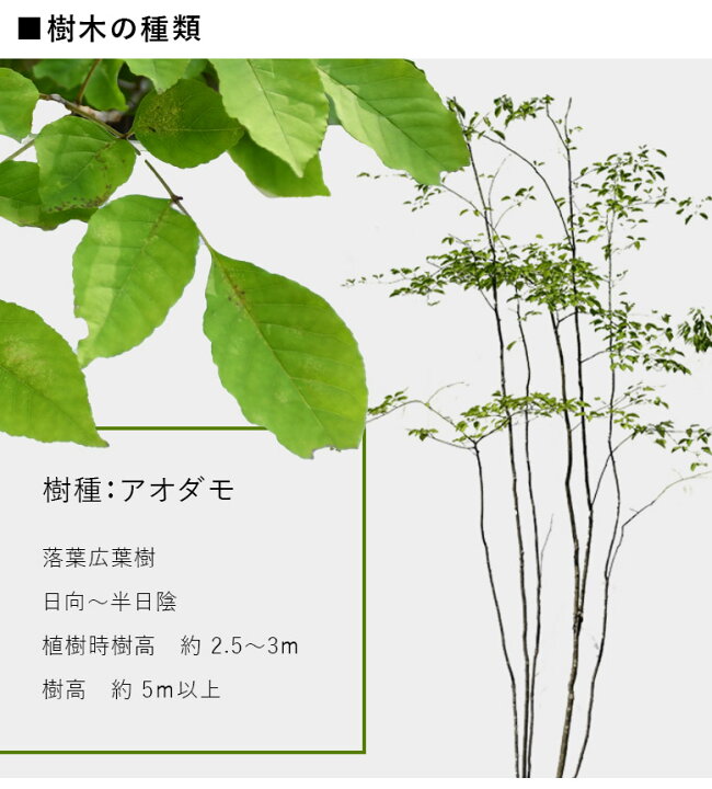 楽天市場】【施工付植木/近畿地域限定】 シンボルツリー 庭木 植木 