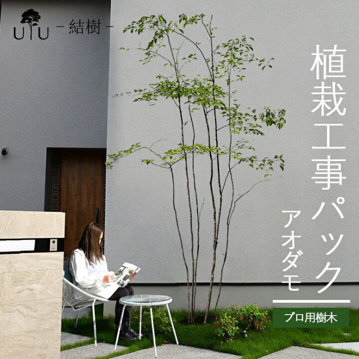 楽天市場】【施工付植木/近畿地域限定】 シンボルツリー 庭木 植木 