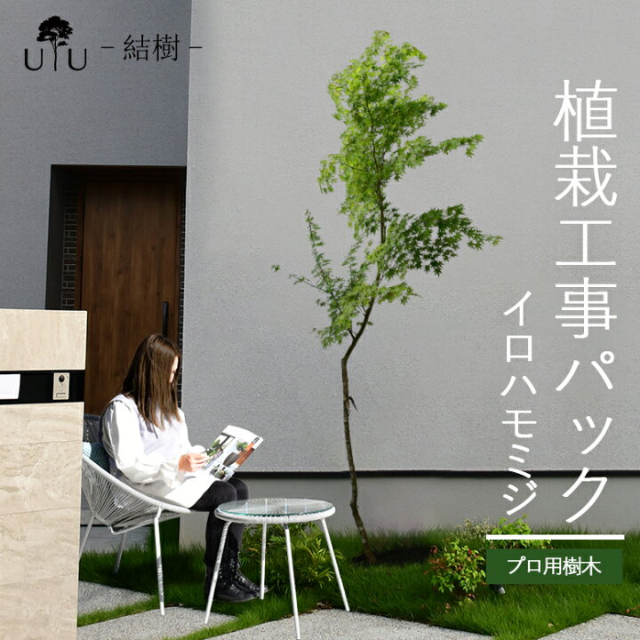 楽天市場】【施工付植木/近畿地域限定】 シンボルツリー 庭木 植木 