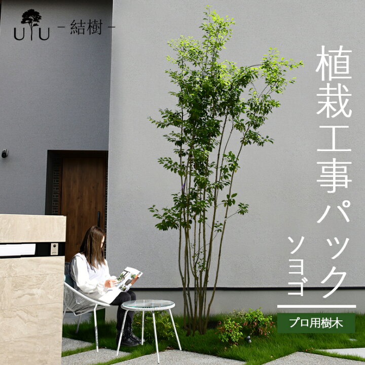 楽天市場】【施工付植木/近畿地域限定】 シンボルツリー 庭木 植木  