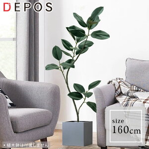r[Tt tFCNO[ ^  ϗtA tFCN A  i` S̖160cm Rubber tree y^zցz