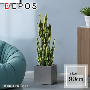 r[Tt tFCNO[ ^  ϗtA tFCN A  i` TXxA 90cm Sansevieria y^zցz