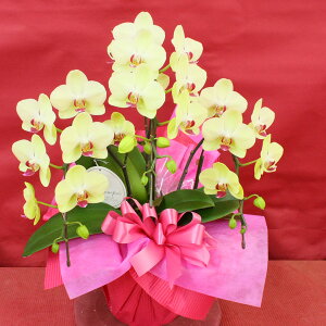 jEMtgEv[g/Ӓ Uc} 3{E24ֈȏ(ڂ݊܂)/s//a j LO oYj JX j zj  w ̓ 