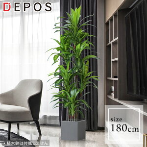 tFCNO[ ^ ϗtA tFCN A   O[ i` A@hZi 180cm Brazil tree y^zցzhnw1