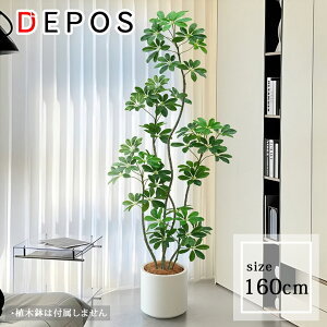 tFCNO[ ^  ϗtA tFCN A  i` VFt J|bN 160cm Schefflera y^zցz